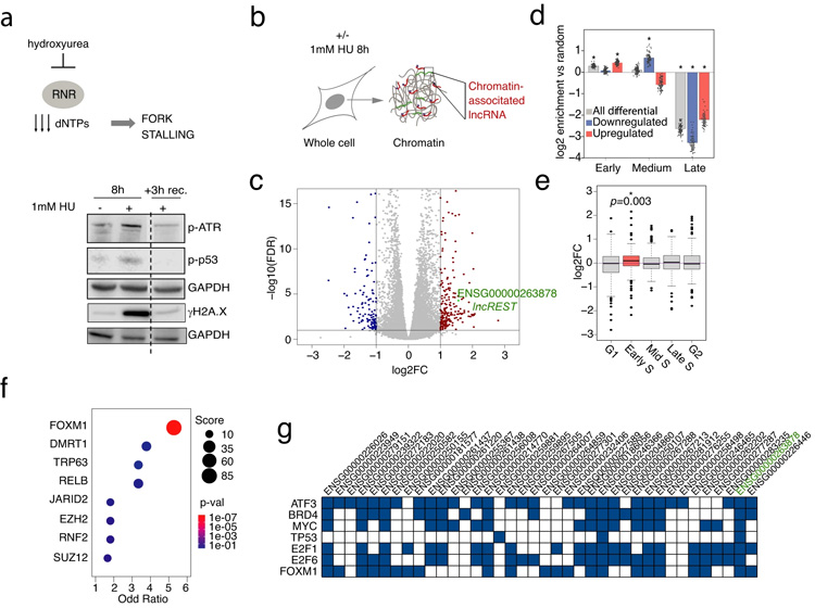 復(fù)制應(yīng)激誘導(dǎo)與復(fù)制染色質(zhì)相關(guān)的lncRNA