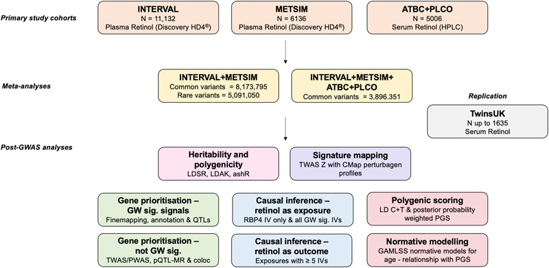 循環視黃醇全基因組分析研究設計綜述