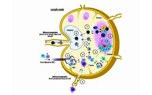 接種疫苗反應低為何與睡眠時間短相關？研究揭示睡眠刺激免疫系統的分子機制