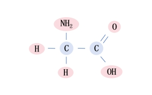 甘氨酸-小身體，有大能量