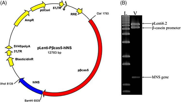 構(gòu)建用于乳腺特異性人胰島素表達和限制性圖譜分析的慢病毒載體示意圖