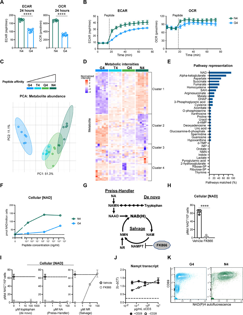 NAD生物合成是TCR親和力依賴性代謝組的核心組成部分