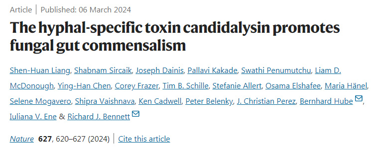 菌絲特異性毒素念珠菌素促進真菌腸道共生