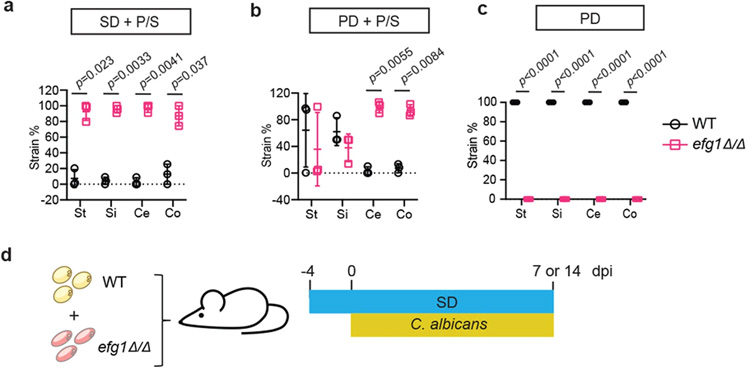 來自不同白色念珠菌菌株背景的WT和酵母鎖定的efg1Δ/Δ細胞的適應性比較