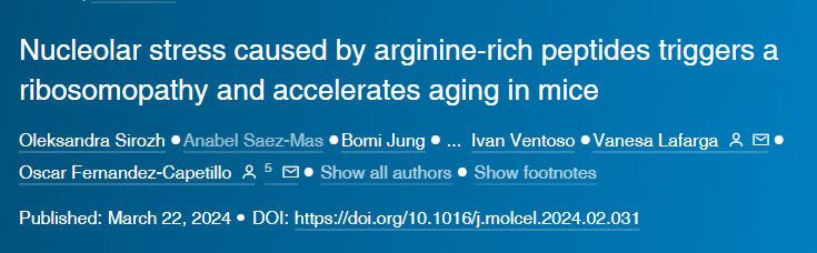 由含較多精氨酸片段的多肽導致的核應激會觸發小鼠核糖體病變并加速其衰老