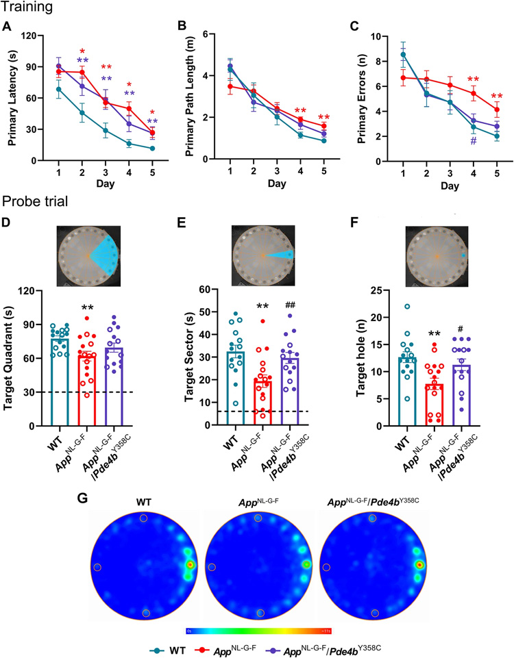 用Barnes迷宮實驗評估亞形態PDE4B對AppNL-G-F小鼠空間記憶的保護作用
