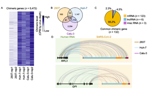 中國科學家聯合報道：新冠病毒RNA不具備整合進宿主基因組的能力