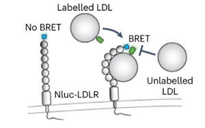 《Nature Microbiology》出血熱病毒如何進入人體細胞？