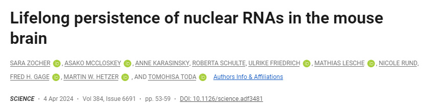 核酸RNA在小鼠大腦中的終身持久性