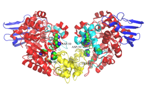 糖基化反應中的冉冉新星——蔗糖磷酸化酶