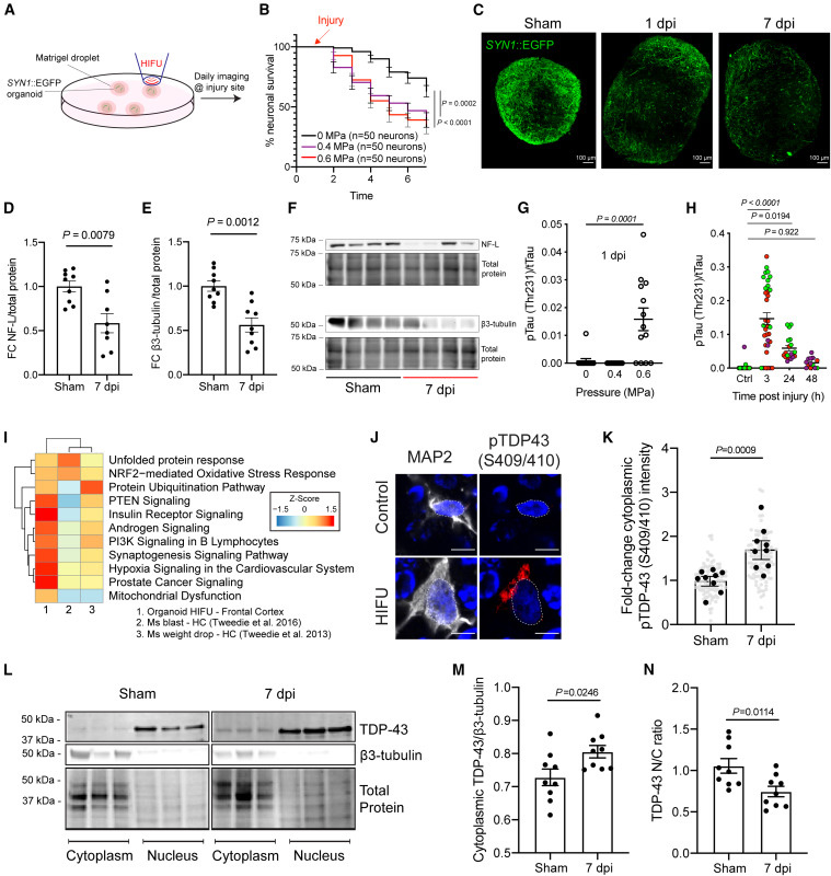iPSC類器官損傷誘導(dǎo)TBI相關(guān)臨床和死后生物標(biāo)志物