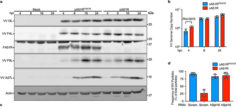 ΔA51R菌株表現出正常的病毒基因表達和基因組復制