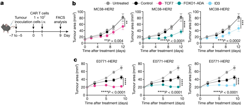 皮質區域和發育階段GZs的細胞組成相似