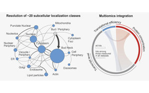Cell：首次在整個細胞周期中跟蹤生物體的所有蛋白質
