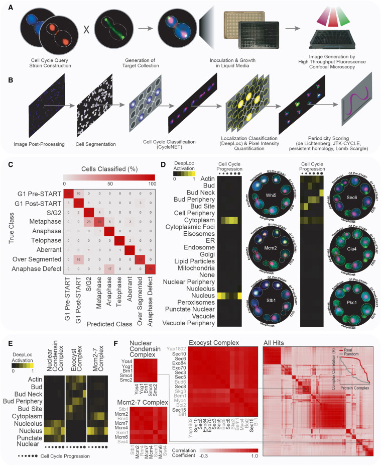 一種用于量化活細胞時空蛋白質組動力學的高含量篩選通路