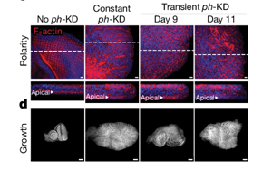 Nature：沒有基因突變，癌癥照樣發生？！