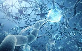 Science：當神經元向一個方向流動