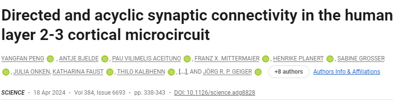 人類2-3層皮層微電路中的定向和非循環突觸連接