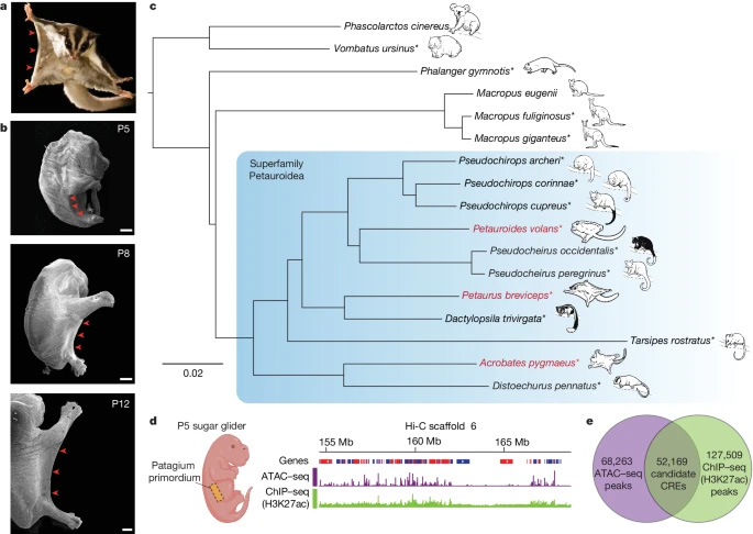 在親緣關(guān)系密切的有袋動物物種中，斑蝶屬的趨同進化。