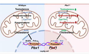 轉錄因子PBX1在調控間質細胞分化和精子發生中的關鍵作用