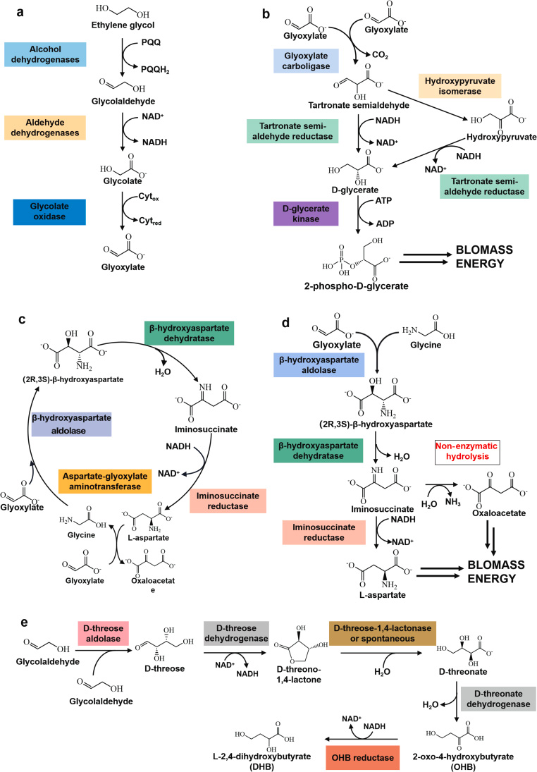 EG的微生物代謝用于上循環轉化