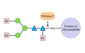 PNGase F——精準N糖分析工具，助力糖生物學研究
