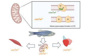 Cell子刊新研究揭示了線粒體蛋白在心臟再生中的關鍵作用