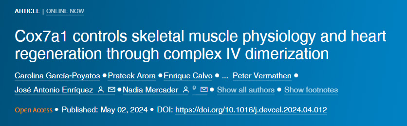 Cox7a1通過復合物IV二聚化控制骨骼肌生理和心臟再生