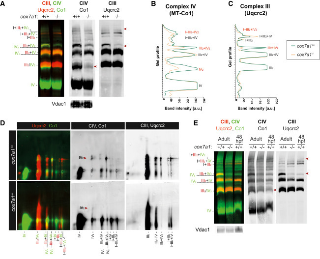 Cox7a1穩定復合物IV的二聚化