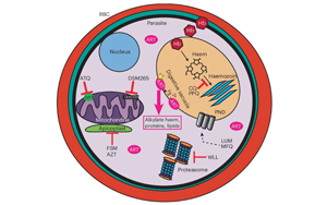 Nature子刊：tRNA修飾的細胞過程影響了瘧疾寄生蟲產生耐藥性的能力
