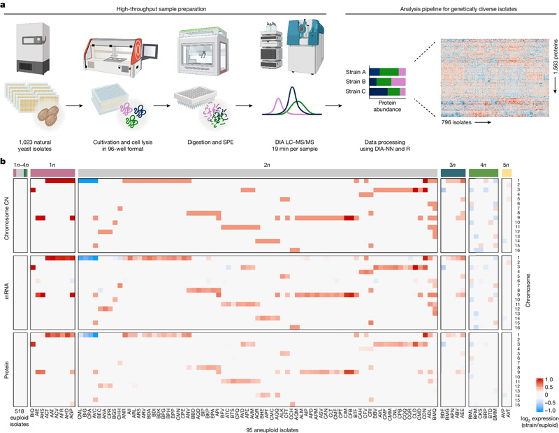高通量蛋白質(zhì)組學(xué)管道和跨組學(xué)數(shù)據(jù)集的組裝，用于研究天然酵母分離物中的非整倍體