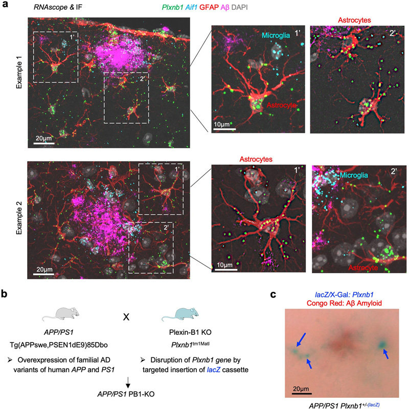 Plexin-B1在APP/PS1小鼠AD模型的斑塊周圍星形膠質細胞中上調