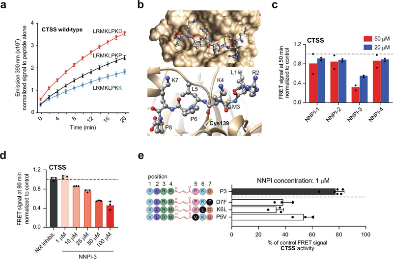 針對CTSS或CTSB的NNPI的設計和開發