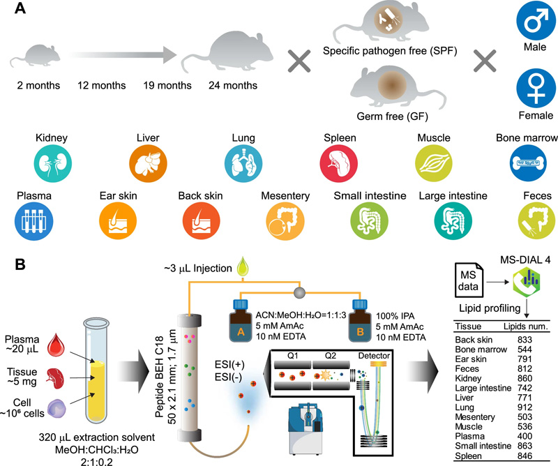 該研究的實驗設計和脂質分析總結