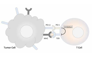 《Nature》肥胖與癌癥之間的聯系
