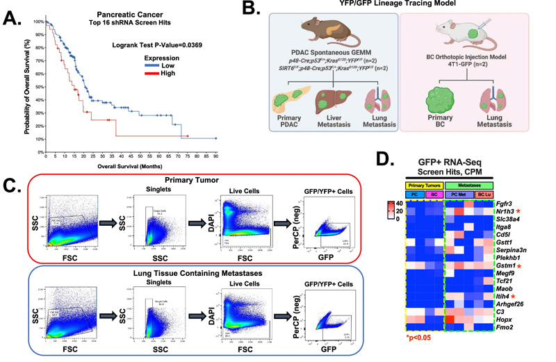shRNA篩選命中的功能驗證，包括轉移細胞中的Gstt1
