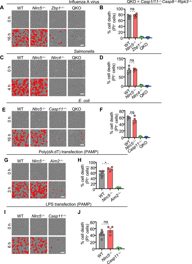 裂解細胞死亡需要NLRC5