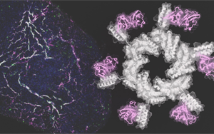 Cell：精準的蛋白質(zhì)得以修復(fù)受損的心臟和腎臟