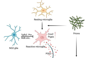 《Nature Neuroscience》能抵抗朊病毒的細胞有什么特征？
