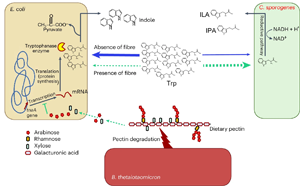 Nature子刊：膳食纖維促進腸道細菌對有益氨基酸的轉(zhuǎn)化
