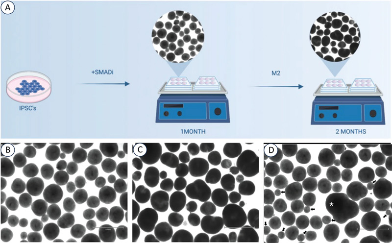 從人類iPSC培養BCO 從人類iPSC培養BCO
