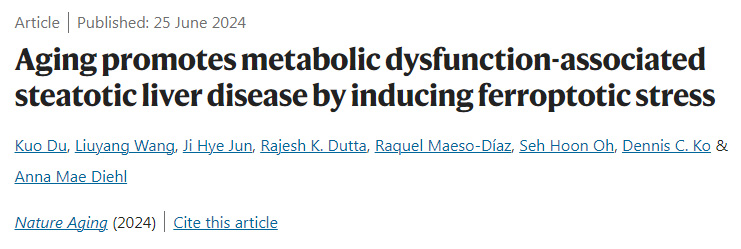 衰老通過誘導脫鐵應激促進代謝功能障礙相關脂肪變性肝病 衰老通過誘導脫鐵應激促進代謝功能障礙相關脂肪變性肝病