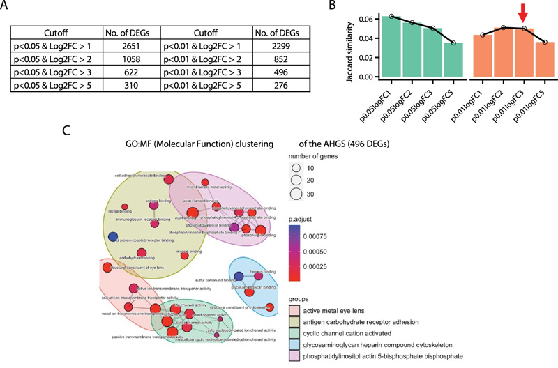 衰老肝細胞基因標記(AHGS)的鑒定和表征 衰老肝細胞基因標記(AHGS)的鑒定和表征