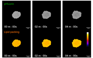 救命藥差點“要命”？Plos Bio揭秘：本是保護細胞的“脂肪盾牌”，為何卻成了癌細胞的保護傘？