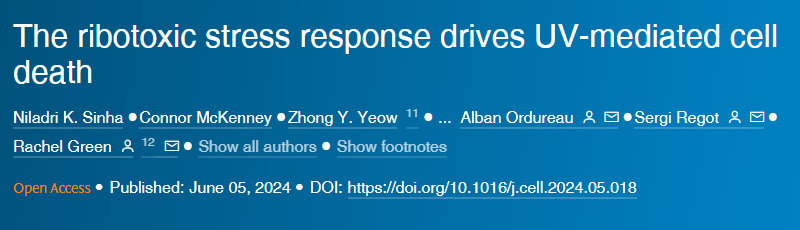 S-亞硝基谷胱甘肽還原酶通過限制PKCαS-亞硝化作用減輕嗎啡鎮痛耐受 S-亞硝基谷胱甘肽還原酶通過限制PKCαS-亞硝化作用減輕嗎啡鎮痛耐受