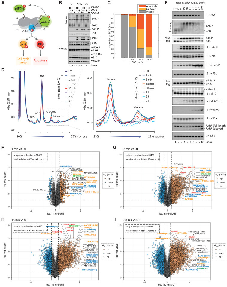 嗎啡導致GSNOR水平下調,促進PKCα的S-蛋白亞硝基化,抑制其激酶活性,從而促進嗎啡鎮痛耐受行為 嗎啡導致GSNOR水平下調,促進PKCα的S-蛋白亞硝基化,抑制其激酶活性,從而促進嗎啡鎮痛耐受行為