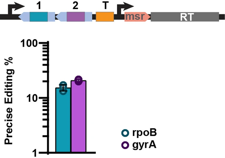 逆轉錄酶多位點架構實現(xiàn)了精確的基因組編輯 逆轉錄酶多位點架構實現(xiàn)了精確的基因組編輯