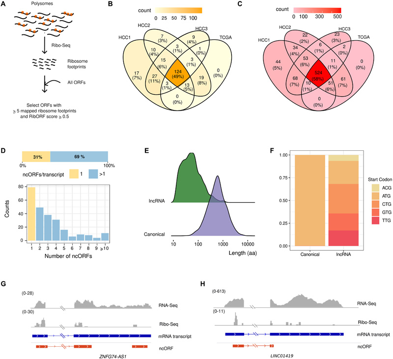 腫瘤表達lncRNAs中ncORFs的翻譯 腫瘤表達lncRNAs中ncORFs的翻譯