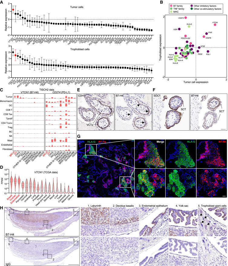 B7-H4是一種癌胚免疫耐受檢查點