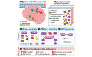 Cancer Cell：多組學分析揭示膠質瘤的共同特征